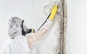 Professional Mold Inspection in Wellington, TX